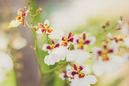 white orchidの写真素材