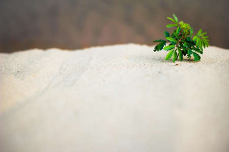 tree on the beachの写真素材