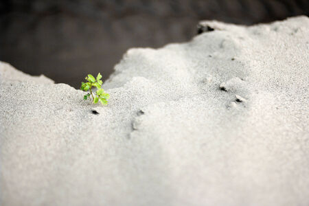 There s only greenの写真素材