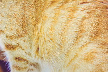 Fur on the Catの写真素材