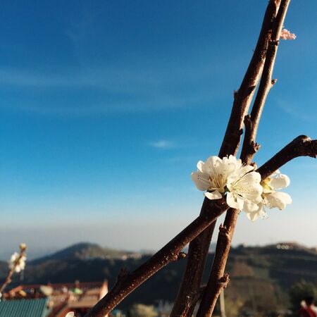 Sakura of Thailandの素材