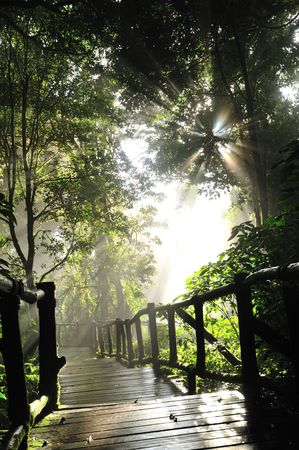Forest in northern of Thailandの写真素材