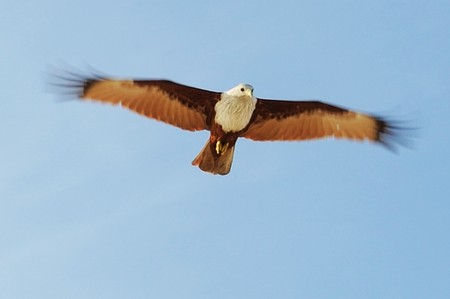 Eagleの写真素材