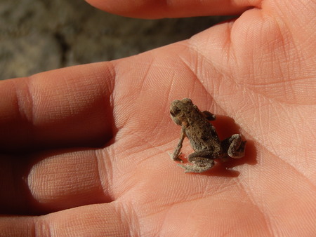 Little frog sitting on handの写真素材