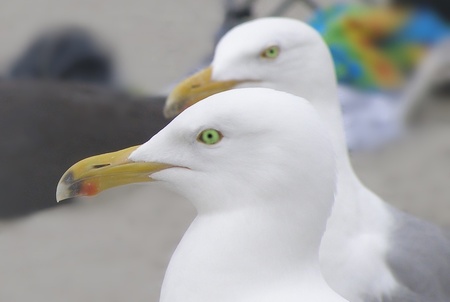 Two seagulls with green eyes look aroundの写真素材
