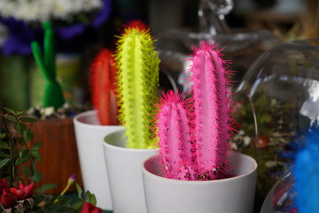 Variety of colorful cactus in a flower shopの写真素材