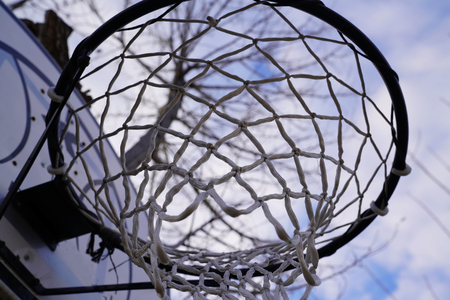 Basketball hoop hung on (attached) a treeの写真素材