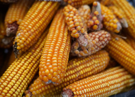 Many of dries yellow sweet corn cobs