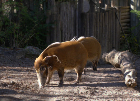 Two red river hog (potamochoerus porcus) also known as the bush pig standing next to a log, Toronto Zoo, Canadaの写真素材