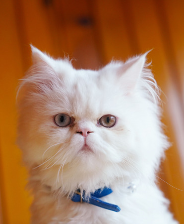 Persian and Turkish Van cats cross breed, white color and  cat with odd eyesの写真素材