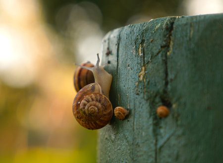 Selective focus of snail family enjoying on woodの写真素材