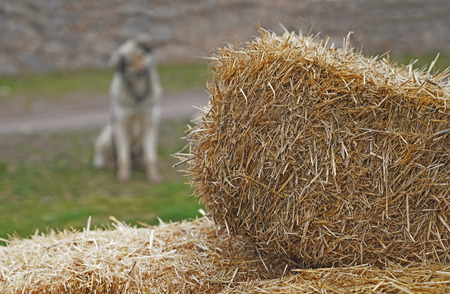 Blurred gray stray dog sitting and looking behind from hay bales.の写真素材