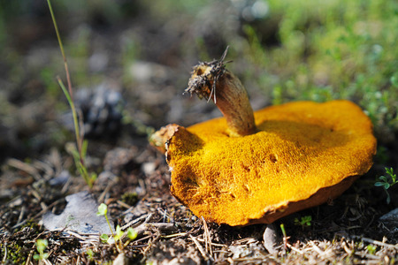 Just unearthed big brown mushroom on soilの写真素材