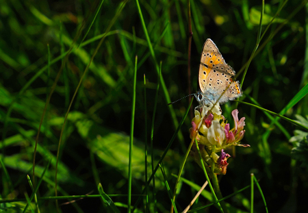 Black potted red cracker butterfly sitting on green grassの写真素材