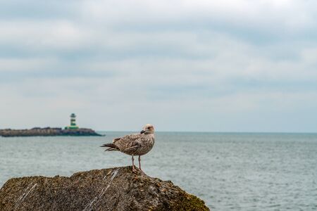 Seagull Close-up - A close-up view of a seagull standing on a seaside rock and green lighthouse in background, Ijumiden Hollandの写真素材