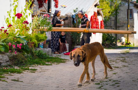 Cukuroren, Bilecik / Turkey -September 08 2019: A brown dog wandering on the streetのeditorial素材