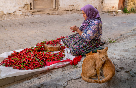 Cukuroren, Bilecik / Turkey -September 08 2019: An old woman array and arrange long red pepper to hang and dry. Sewing needle and thread is required for hanging process.のeditorial素材