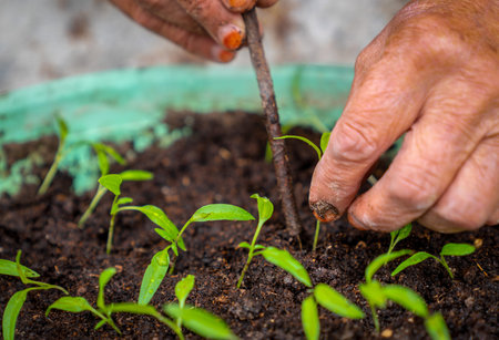 Hands of an old woman planting seedlings.Hands that dig and open the soil with the help of nail and...