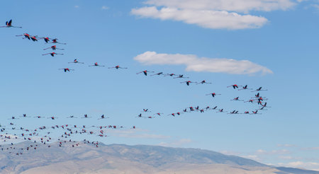 Many flamingo are flying in the v-shaped on blue sky background. Group of pink flamingos flying over...