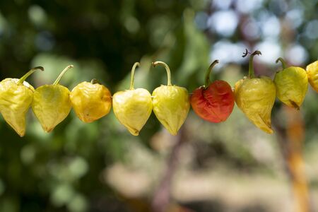 Round peppers hanging to dry in sunshine outside.の写真素材