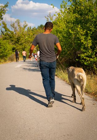 Back view of man walk with Anatolian shepherd dogの写真素材