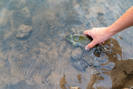 Fisherman holding fish, releasing carp fish back to river, fishing competition.