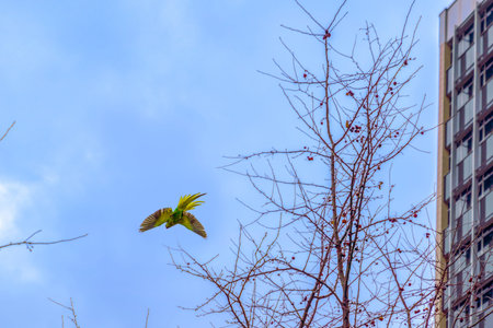 Green parrot flying around buildings