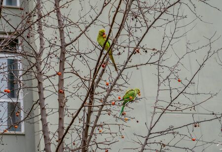 A couple green parrots sitting on branch near building in the cityの写真素材