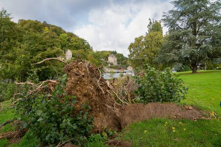 Uprooted trees. Fallen tree in the forest. Forest landscape. The roots of the tree. Old big tree.の写真素材
