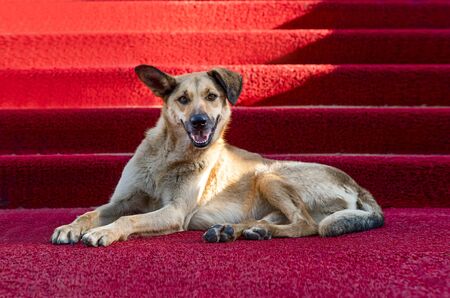 Brown dog on the red carpet. Concept of famous dogs.の写真素材