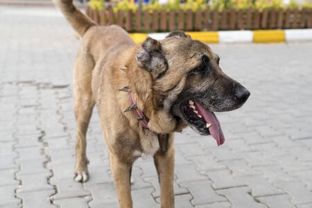 Brown anatolian shepherd dog with spiked iron collar on the street. (Spiked iron collar protects the necks of dog against wolf). Sivas kangal coban kopek, kopegi, Turkeyの写真素材