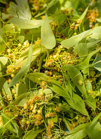Fresh green linden blossom background. Freshly harvested linden.の写真素材