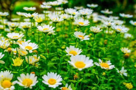 Close up white yellow daisy on green field. blur background. Flowering of daisies. Oxeye daisy, Leucanthemum vulgare, Dox-eye, Gardening optimistic conceptの写真素材