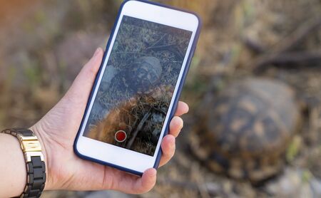Girl taking photo of tortoise through mobile phone, smartphoneの写真素材