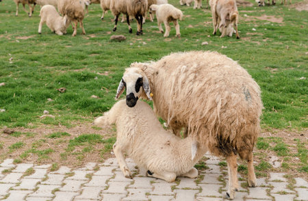 Baby lamb sucking milk from the udder of mother sheep on grass with sheep herd in background, Konya,...
