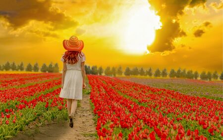 Female in a white dress and colorful hat walking through red tulip fields in the sunset.の写真素材