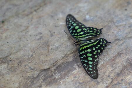 Tailed Jay (Graphium agamemnon) on stoneの写真素材