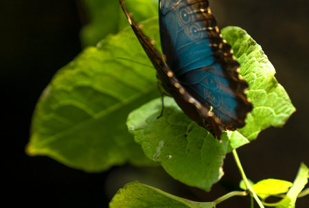 Morpho peleides (Blue Morpho) on green foliage