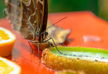 Morpho peleides (Blue Morpho) eating fruit .
