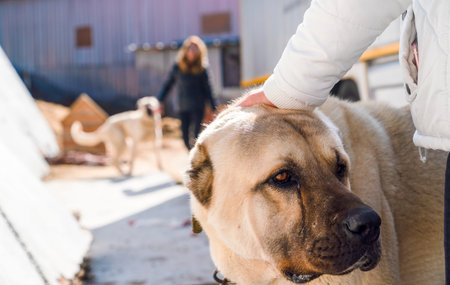 A Turkish girl hugs an Anatolian shepherd dog (sivas kangal)