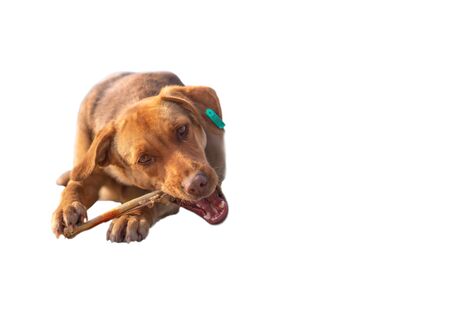 Brown stray dog eating bone in isolated white backgroundの写真素材