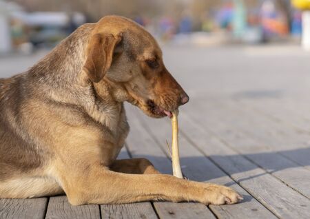 Brown stray dog eating bone in a sidewalkの写真素材