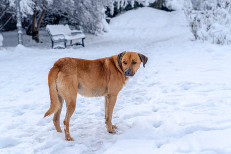 Brown stray dog wanders in Segmenler park in winter, Ankara