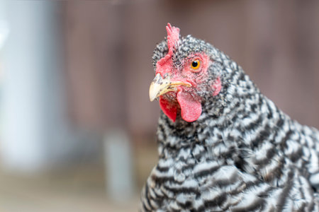 Portrait of Plymouth Rock Chicken (Barred Rock hen) on the farm.の写真素材