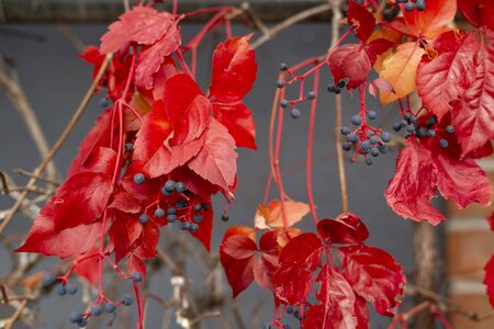Branch of maiden grapes, known as Virginia creeper with autumn leaves hanging down on blurred gray wallの写真素材
