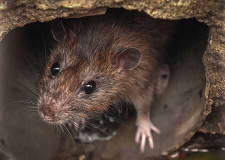 Closeup of rat on a sewerの写真素材[40150457768] - イメージマート