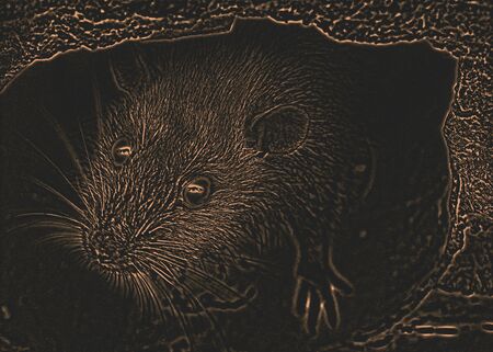 Drawing of rat on a sewerの写真素材