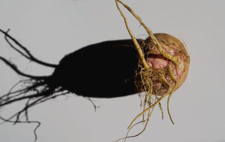 White radish background with roots on the table in light and shadeの写真素材