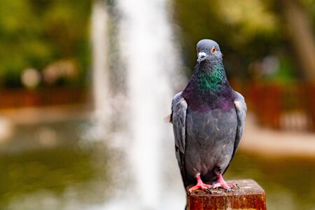A pigeon sitting on wood in Kugulu Park and fountain in background, Ankara, Turkeyの写真素材