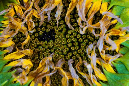 Close up of the head of a sunflowerの写真素材